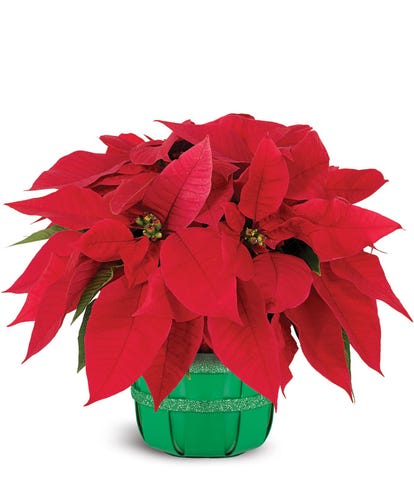 Christmas Poinsettia Delivery - FromYouFlowers