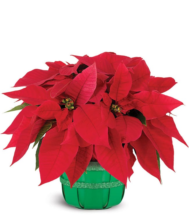 Christmas Poinsettia Delivery FromYouFlowers