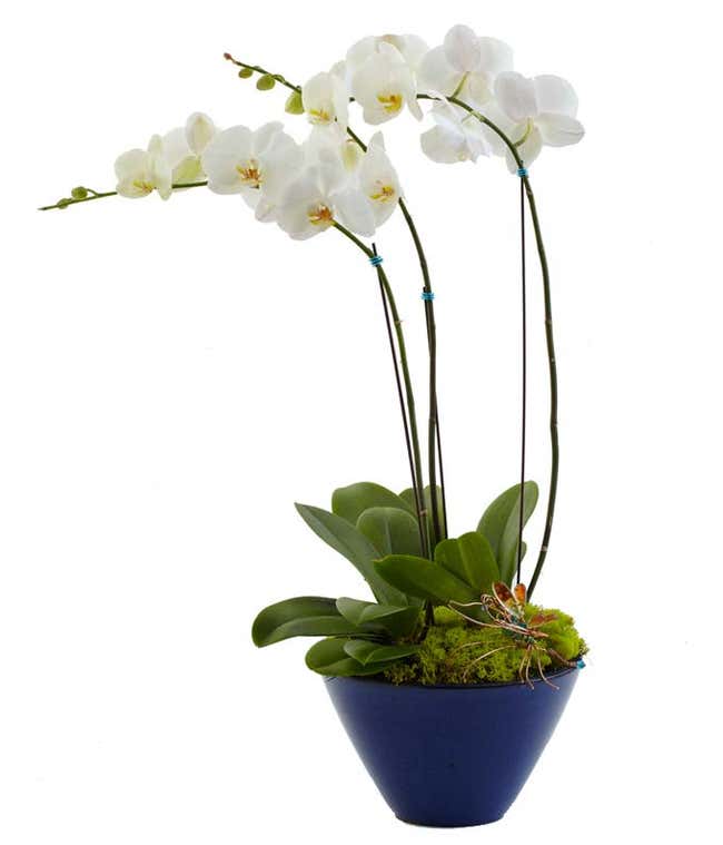 Two white orchid plants in one container