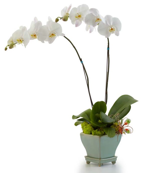 Orchids Orchid Delivery FromYouFlowers