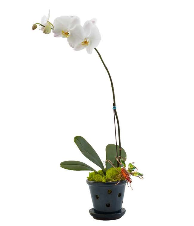 Single white orchid in a cute blue planter