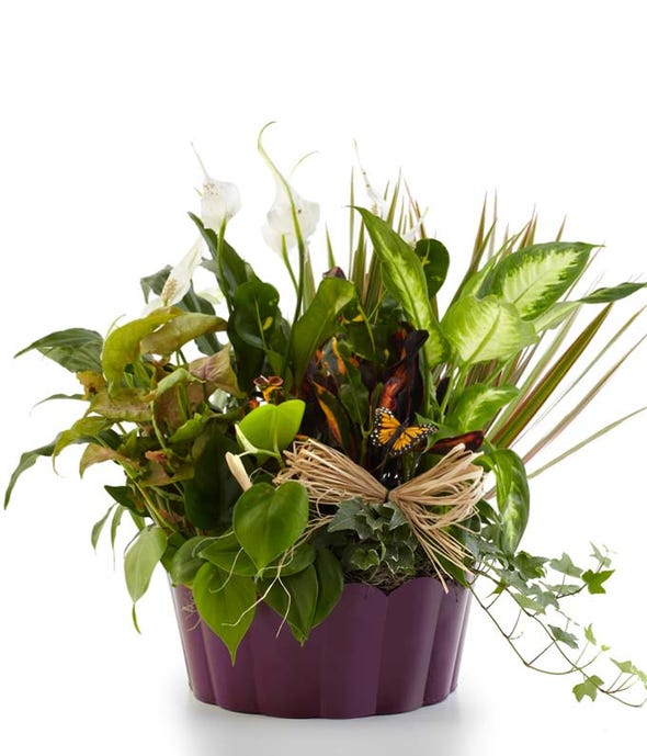 Funeral Plant Sympathy Plants