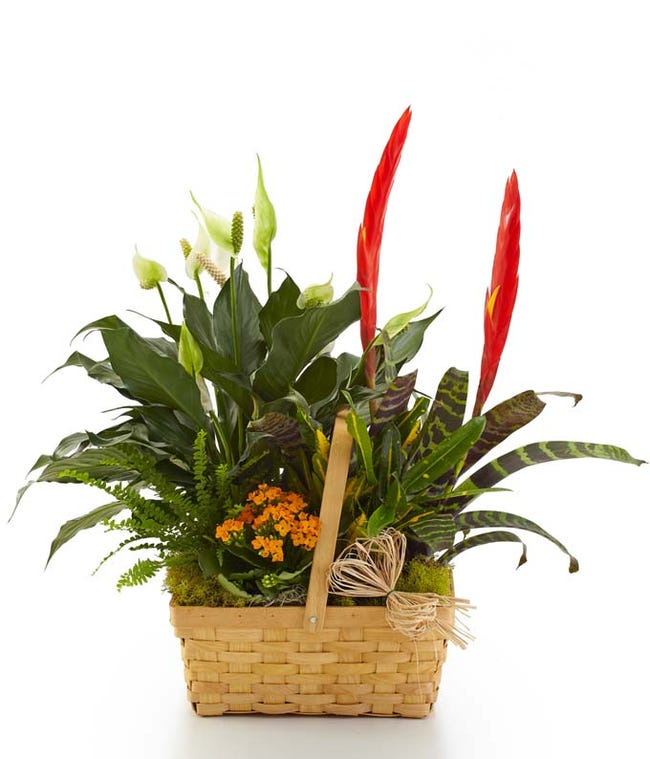 Plant Delivery | Plant Gifts | Send Plants