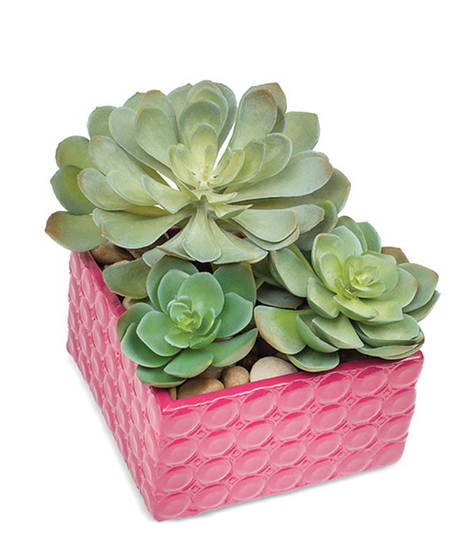 Succulent Plant  for Her