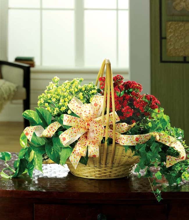 Colorful Kalanchoe Basket