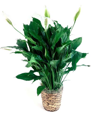 Same Day Funeral Flower Delivery | FromYouFlowers