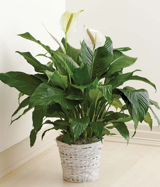 Funeral Plant | Sympathy Plants