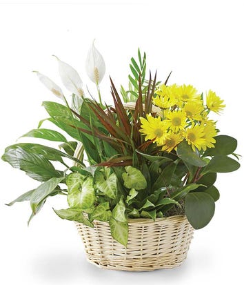 Flowering Plant Delivery - From You Flowers