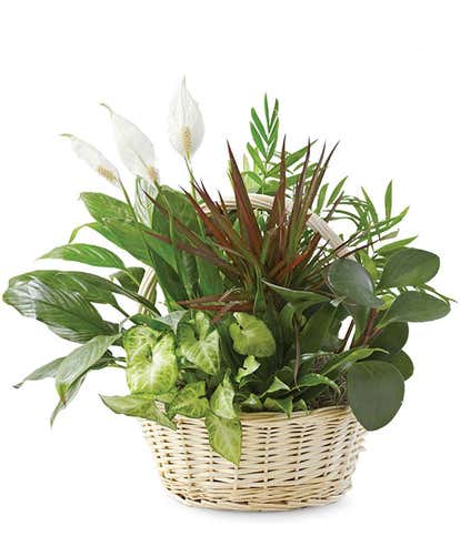 Classic Dish Garden