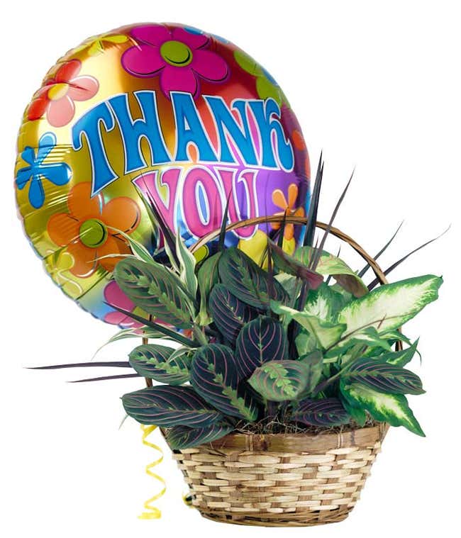 Dish garden plant delivered with thank you balloon