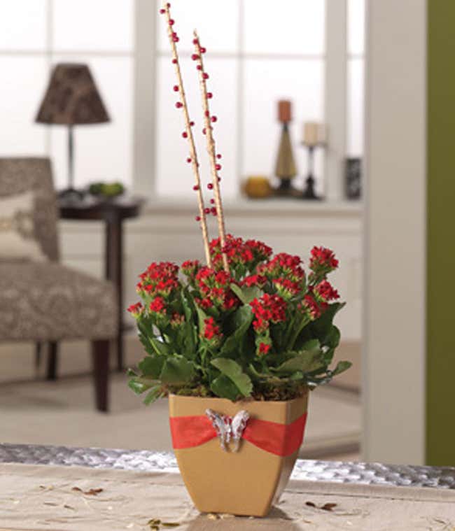 Red Kalanchoe plant for delivery in square vase