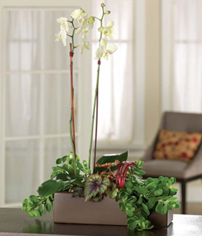 White Orchids White Orchid Plant FromYouFlowers