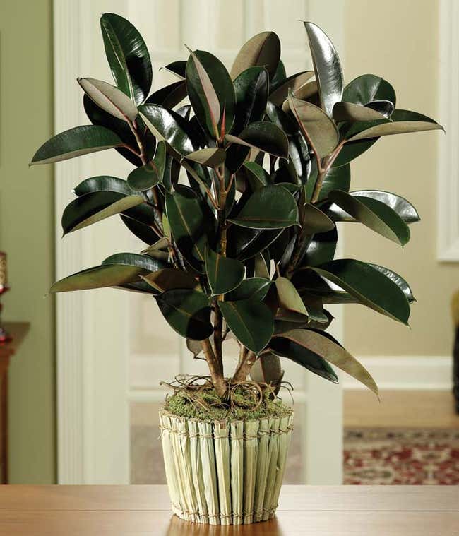 Green rubber plant delivered in decorative pot