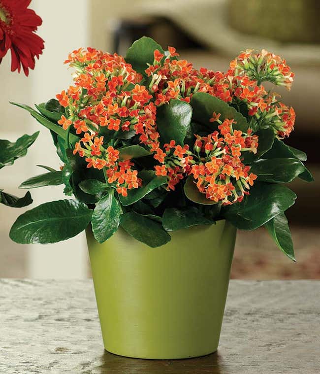 Orange kalanchoe plant
