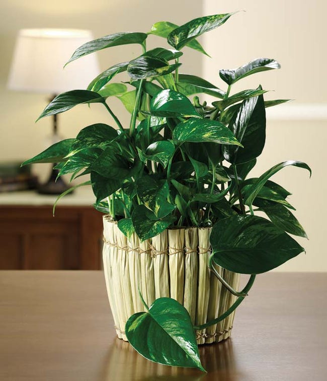 Funeral Plant | Sympathy Plants