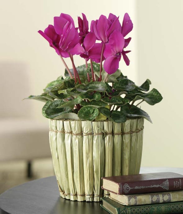 Flowering Plants for Delivery | From You Flowers