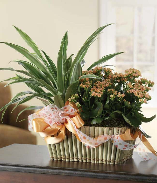 Funeral Plant | Sympathy Plants