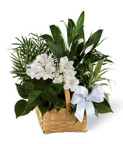 Peace & Serenity Dishgarden