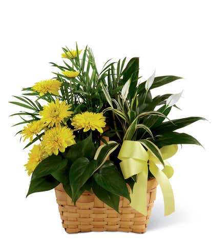 Loving Light Dishgarden