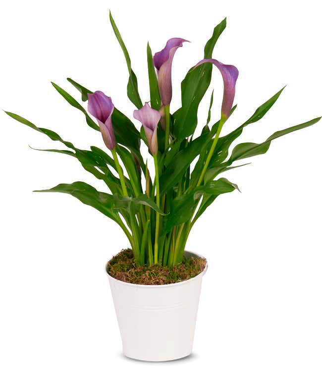 Perfectly Purple Calla Lily Plant