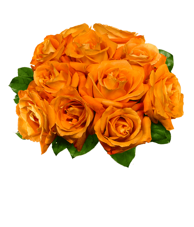 One Dozen Orange Roses