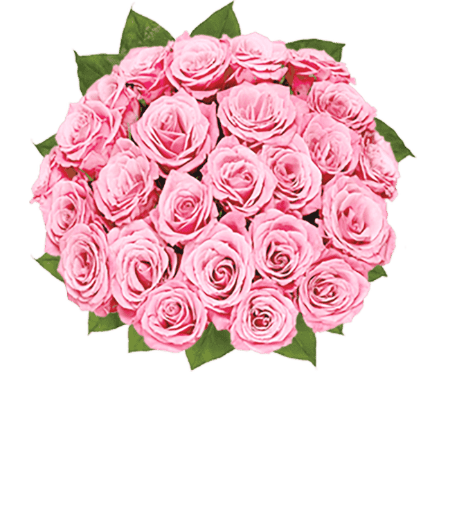 Partial image of Two dozen long stem pink roses without vase