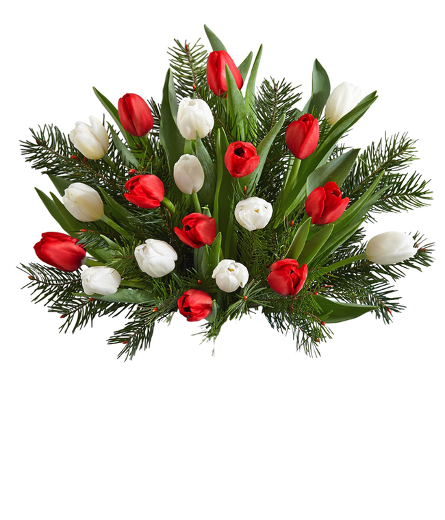 Partial image of Red and white tulips with seasonal greens in a glass vase, creating a vibrant and elegant floral arrangement. without vase.