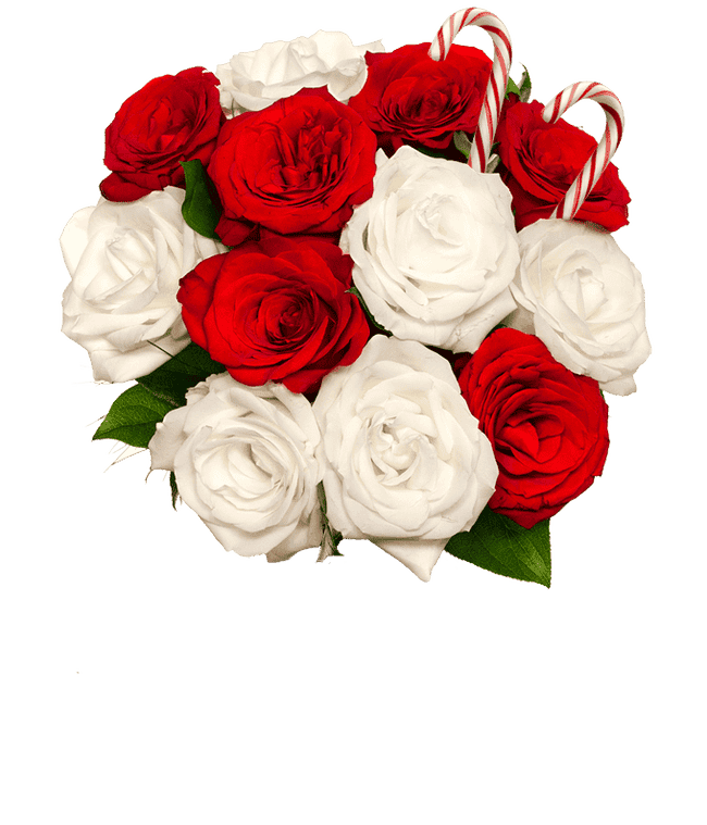 Sweet Candy Cane Rose Bouquet