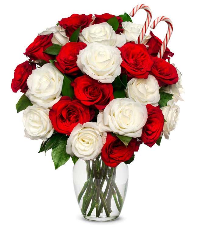 Two dozen Holiday red and white roses