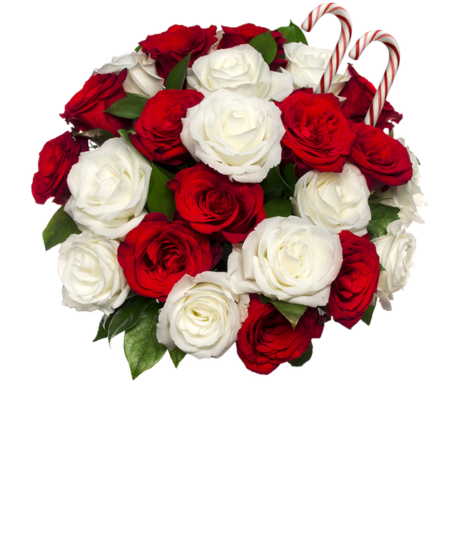 Partial image of Two dozen Holiday red and white roses without vase.