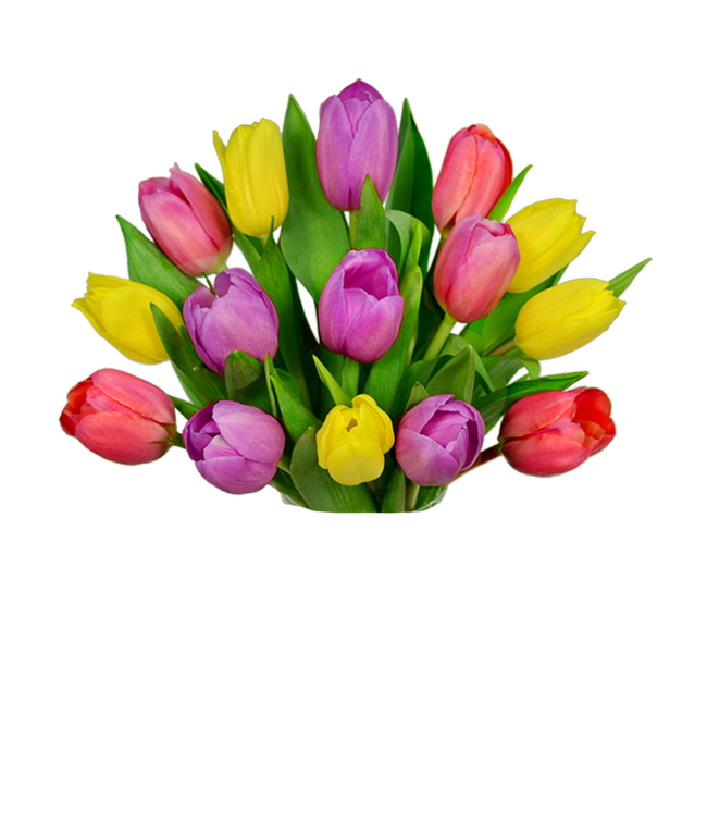 Partial image of Pastel tulip bouquet with purple tulips and light pink tulips without vase