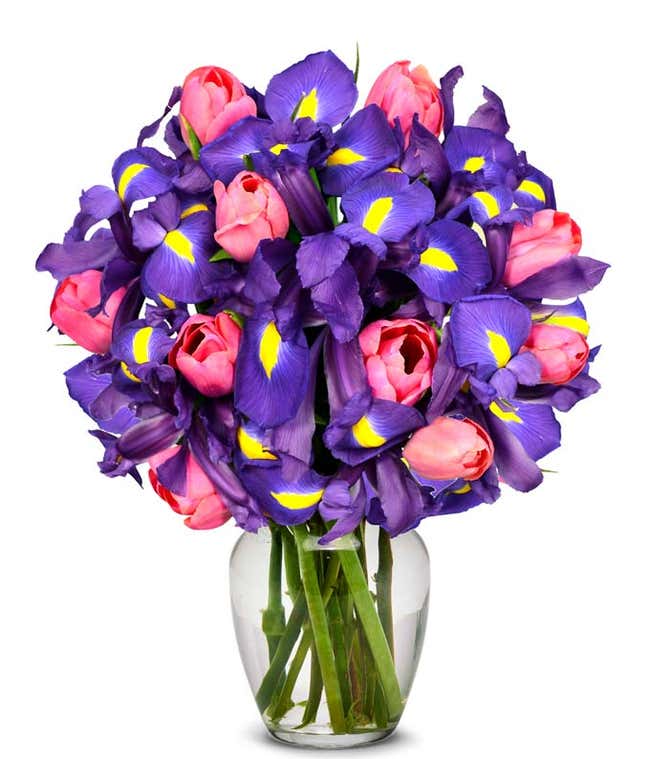 Pink tulips delivered with blue iris flowers