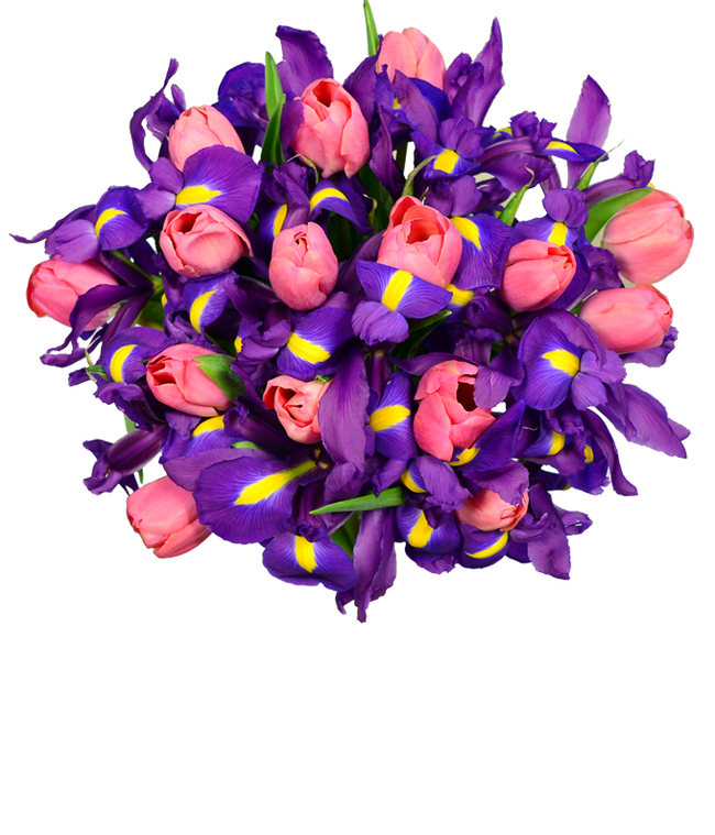Partial image of Pink tulips arranged with blue iris flowers for delivery without vase