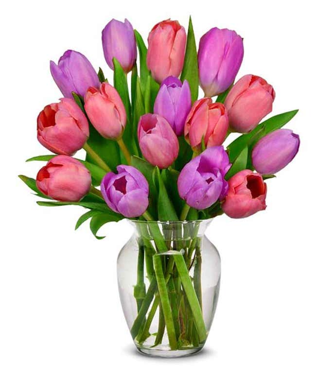 Pink tulips and purple tulips