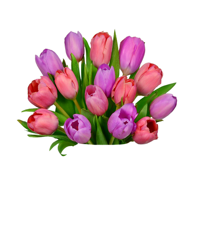Partial image of Pink tulips and purple tulips without vase
