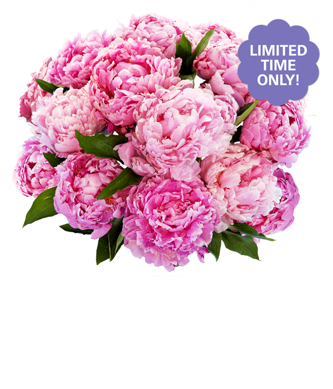 Partial image of A stunning arrangement of 15 assorted pink peonies, optionally presented in a vase. These lush and fragrant peonies create a beautiful and elegant display, perfect for adding a touch of romance to any setting. without vase.