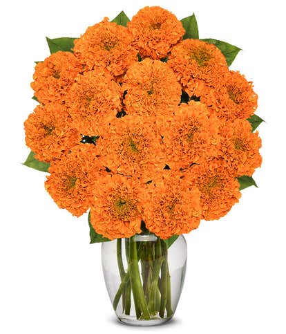 Magnificent Fall Marigolds - Premium