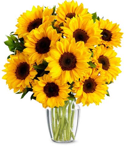 Stunning Sunflowers - Premium