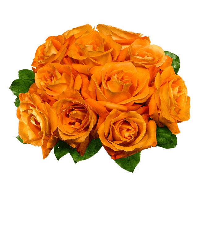 Partial image of One Dozen Orange Roses without vase.