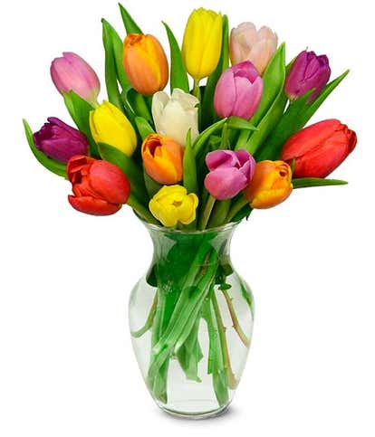 15 Stem Rainbow Tulips