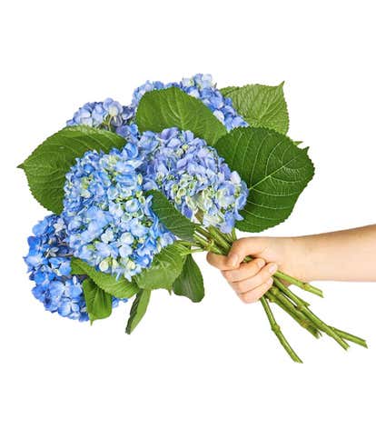 Pink and Cream Dried Hydrangea Bouquet – Hydrangeas Blue