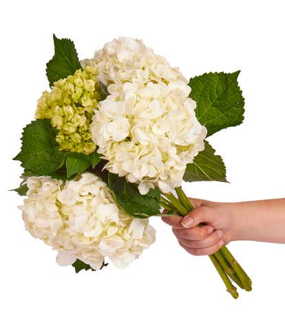 White & Mini Green Hydrangea Bouquet