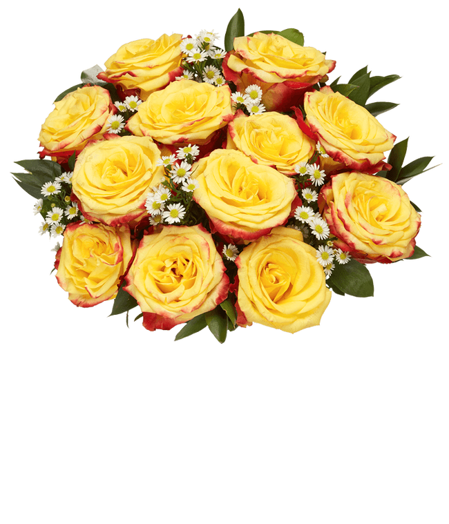 Partial image of One Dozen Bi-Colored Roses without vase