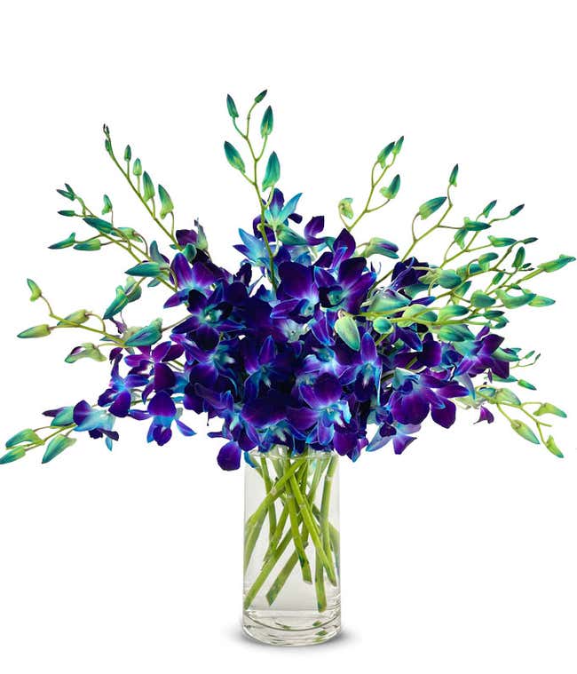 Galactic Blue Dendrobium Orchids - Deluxe
