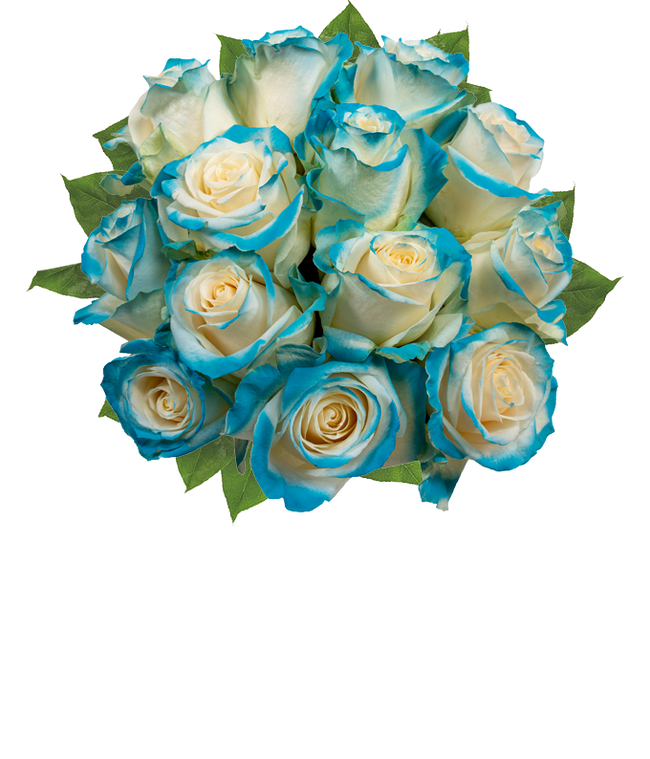 Partial image of One Dozen Aquamarine Roses without vase