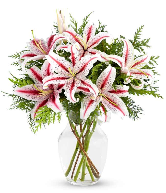 A beautiful arrangement with striped stargazer lilies and seasonal greens. Glass vase optional.