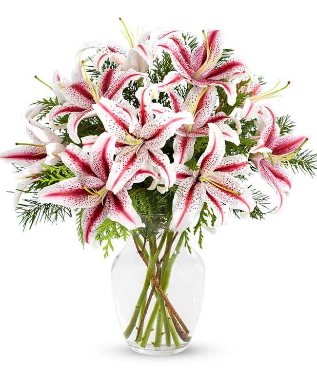 A vibrant bouquet of stargazer lilies with pink and white petals, accented by green foliage, arranged in a clear glass vase, creating a striking and elegant floral display.