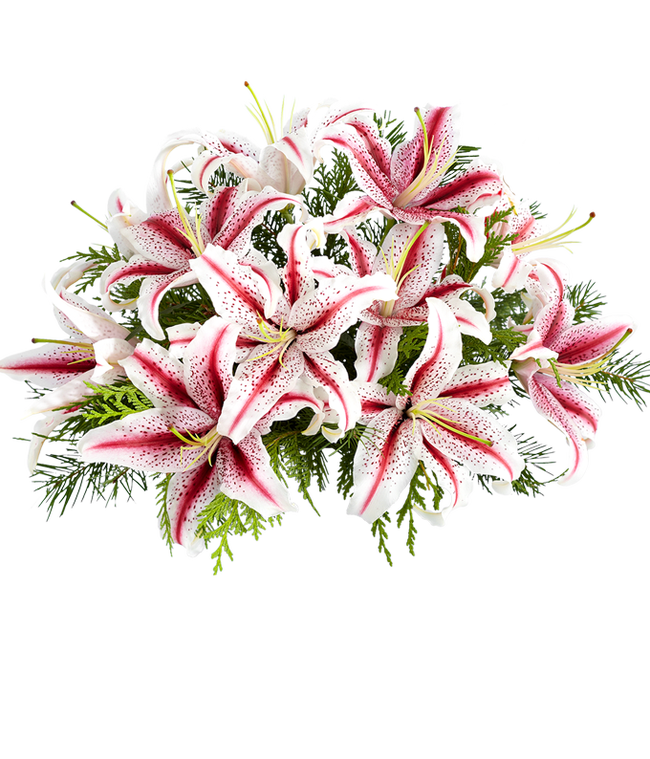 Partial image of A vibrant bouquet of stargazer lilies with pink and white petals, accented by green foliage, arranged in a clear glass vase, creating a striking and elegant floral display. without vase.
