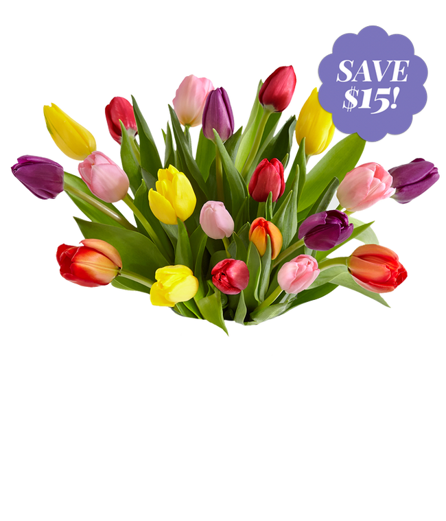 Partial image of 20 stems of tulips in a clear glass vase - tulips are mixed colors, pink, purple, red, orange, yellow and white. without vase