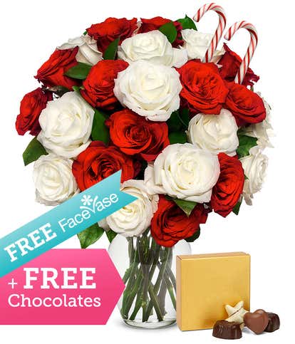 Two Dozen Candy Cane Roses with Free Facevase & Chocolate